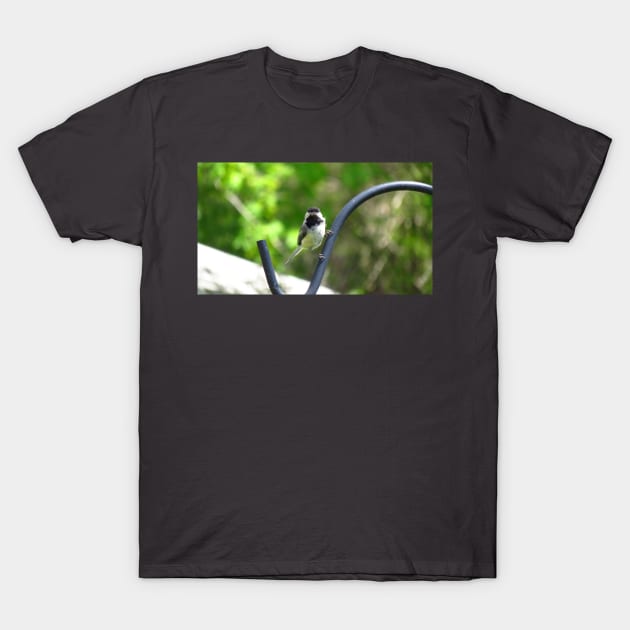 Black-capped Chickadee Staring T-Shirt by BackyardBirder